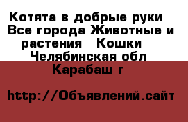 Котята в добрые руки - Все города Животные и растения » Кошки   . Челябинская обл.,Карабаш г.